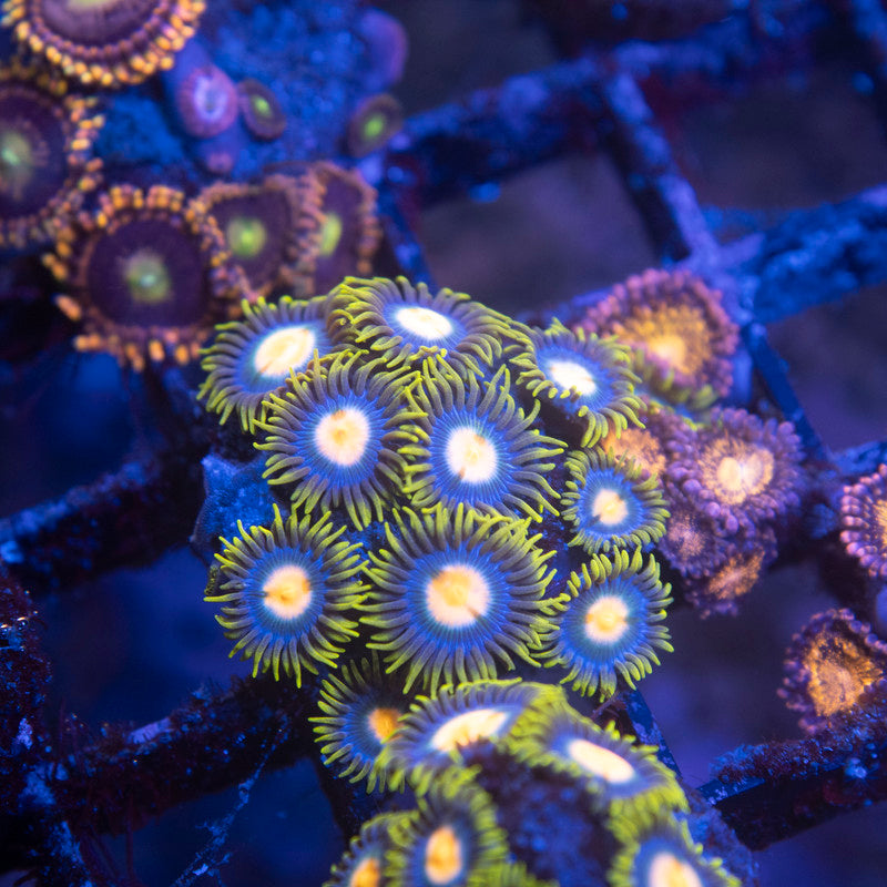Blueberry Pie Zoa