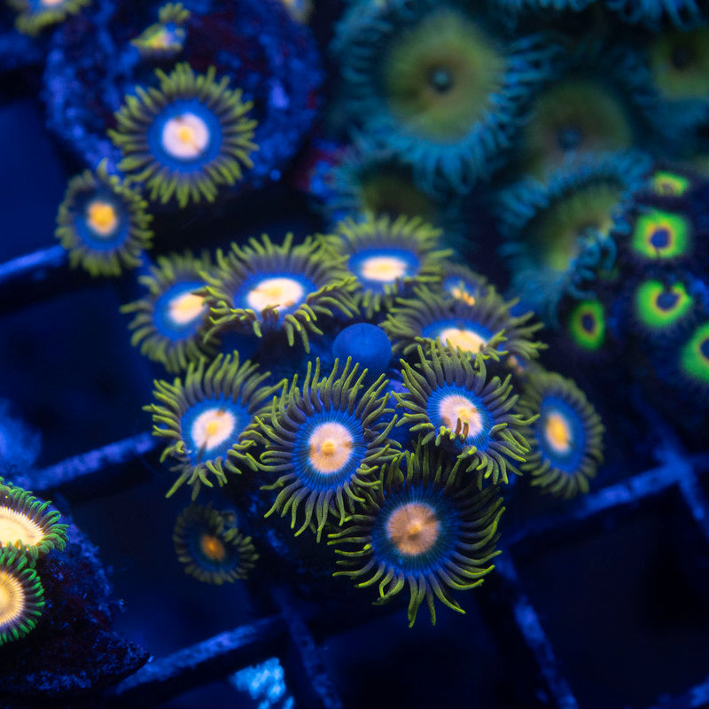 Blueberry Pie Zoa
