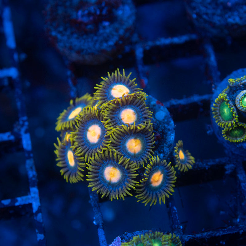 Blueberry Pie Zoa