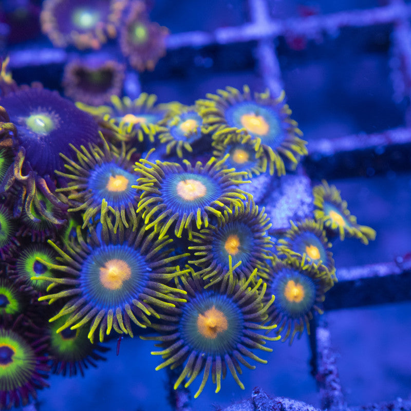 Blueberry Zoas WYSIWYG live coral for sale at AquaGemCorals