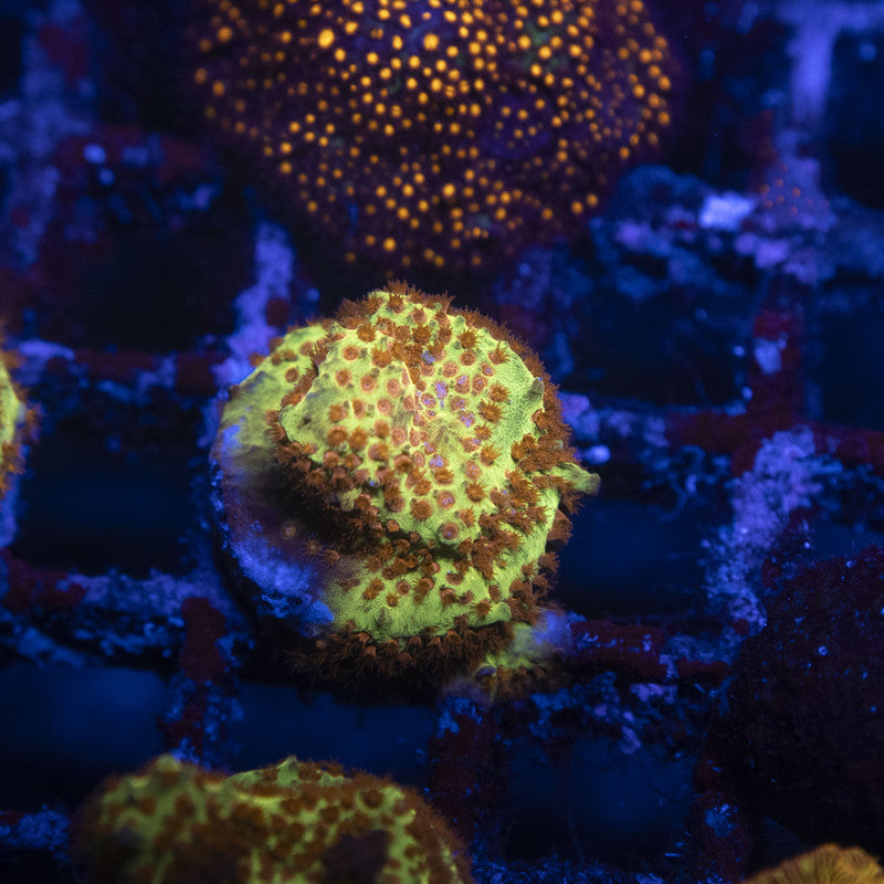 Burning Banana Stylocoeniella