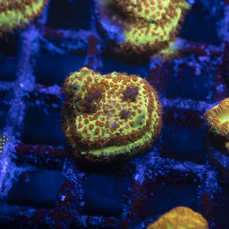 Burning Banana Stylocoeniella