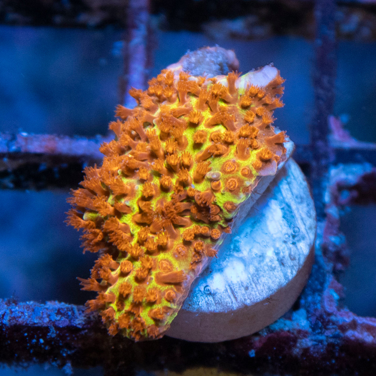 Burning Banana Stylocoeniella coral frag from AquaGem Corals