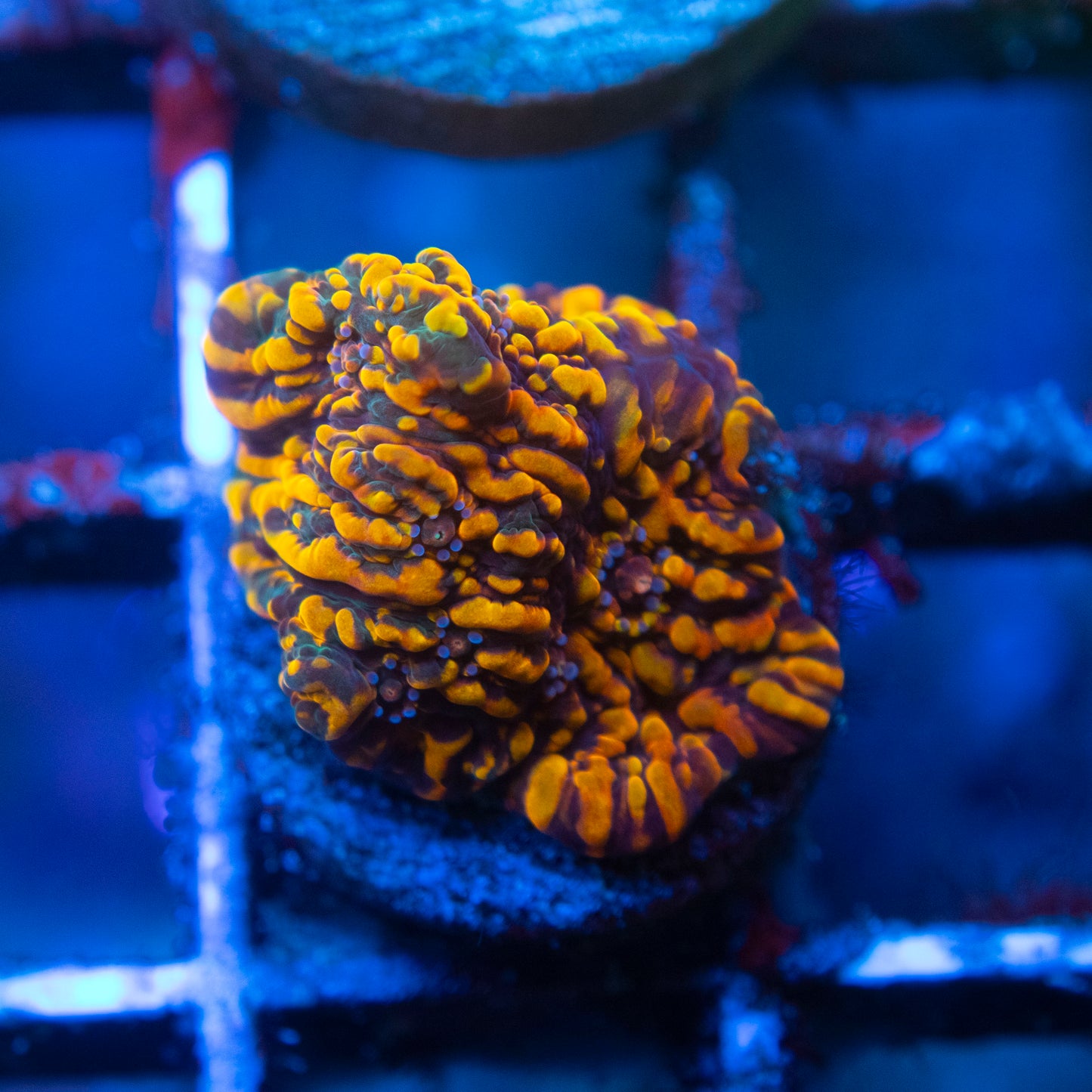 CC Cloud Berry Chalice WYSIWYG coral from AquaGemCorals