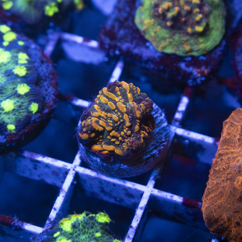 CC Cloudberries Chalice