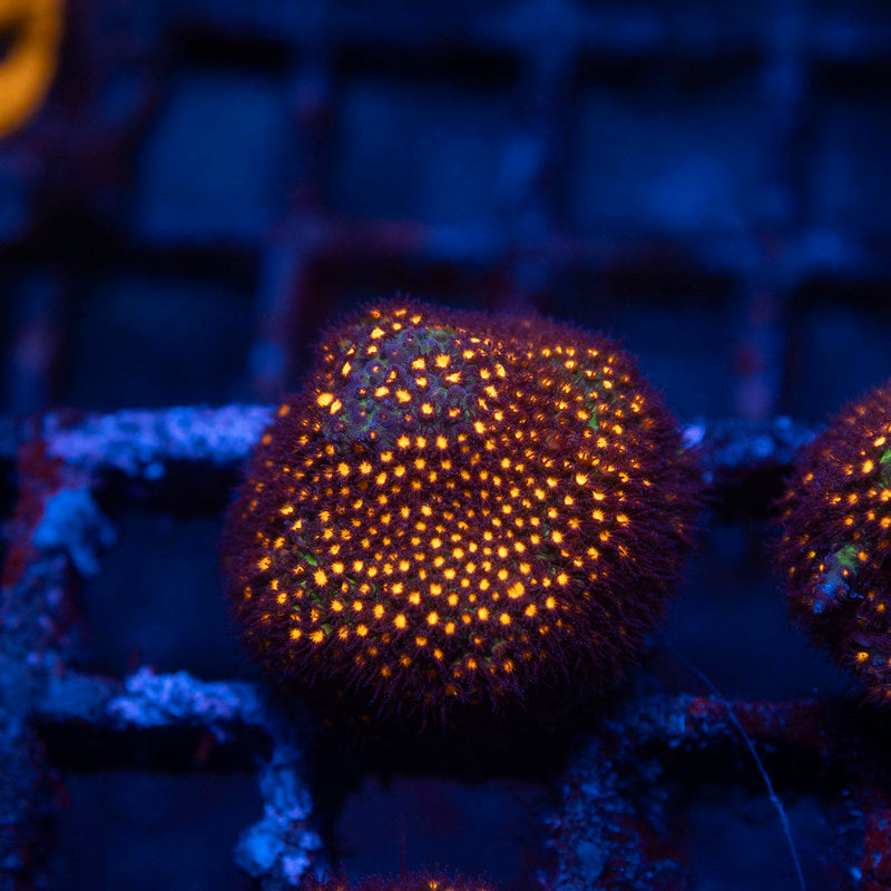 Candy Apple Styloconiella