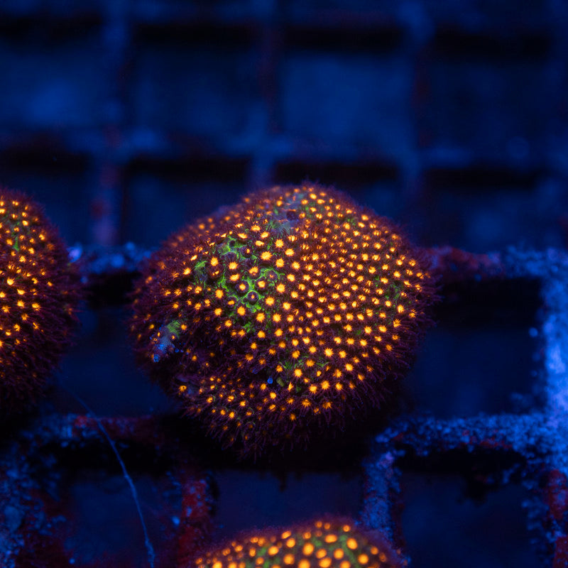 Candy Apple Styloconiella