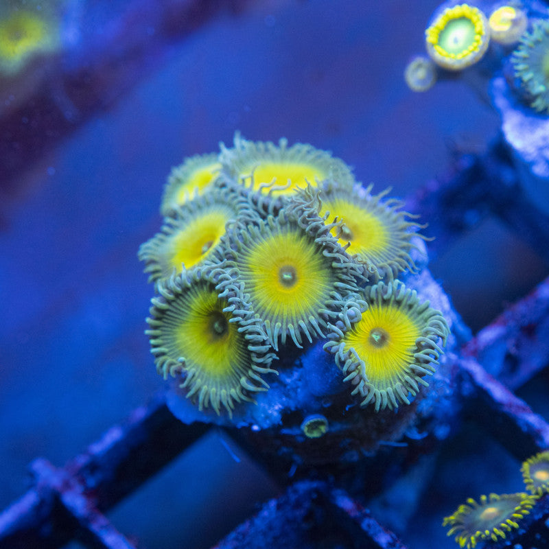 Captain Jerk Zoas WYSIWYG live coral for sale at AquaGemCorals