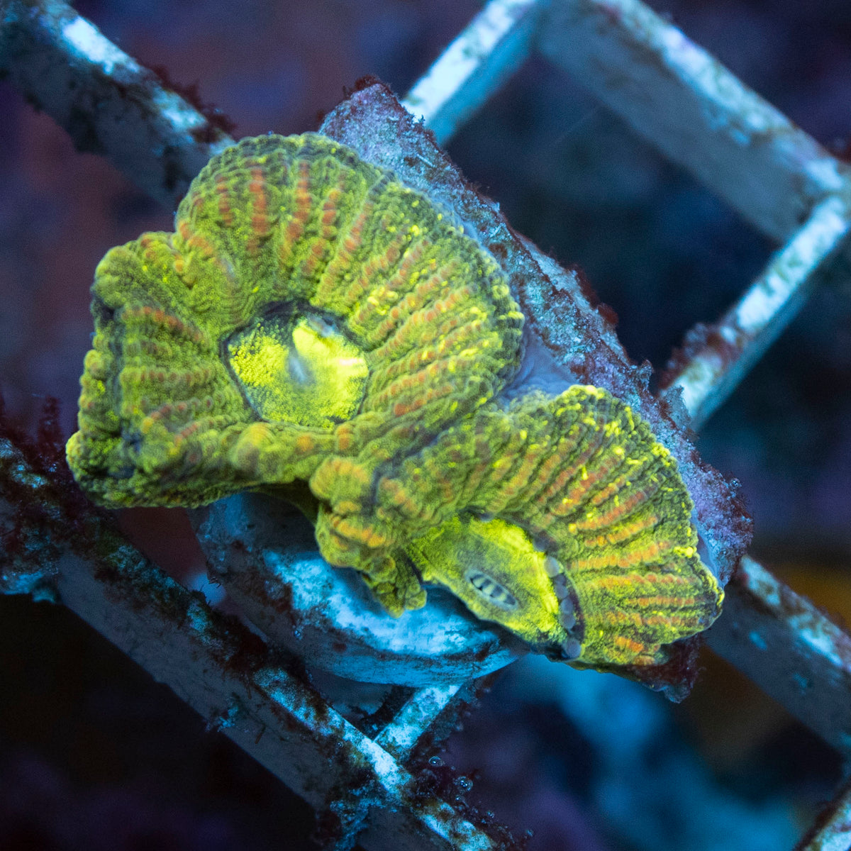Chernobyl Goniastrea coral frag from AquaGem Corals
