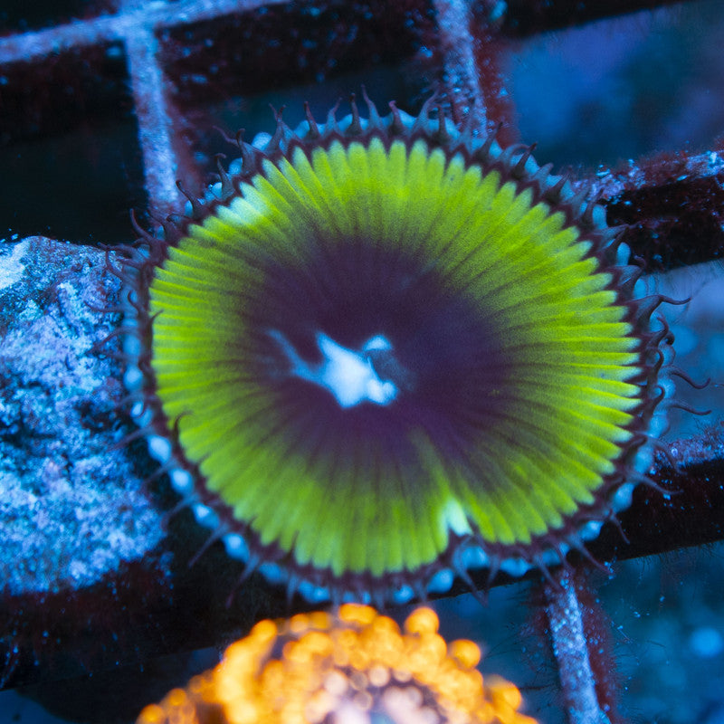 Cinnamon Palythoa live coral for reef aquarium
