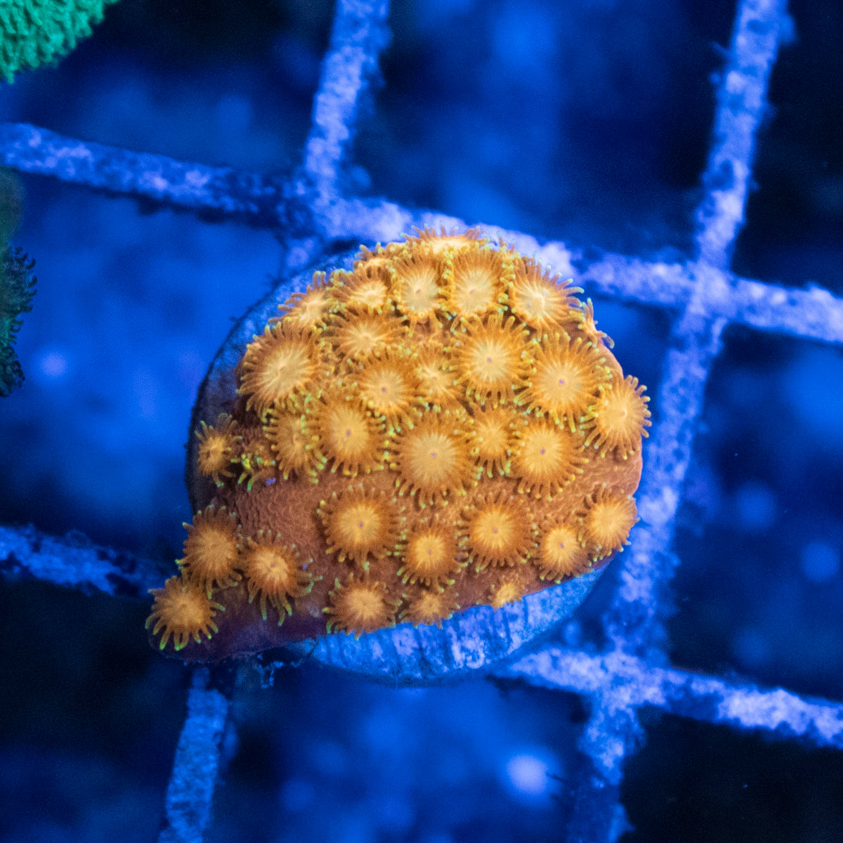 Citrus Burst Cyphastrea coral frag from AquaGem Corals