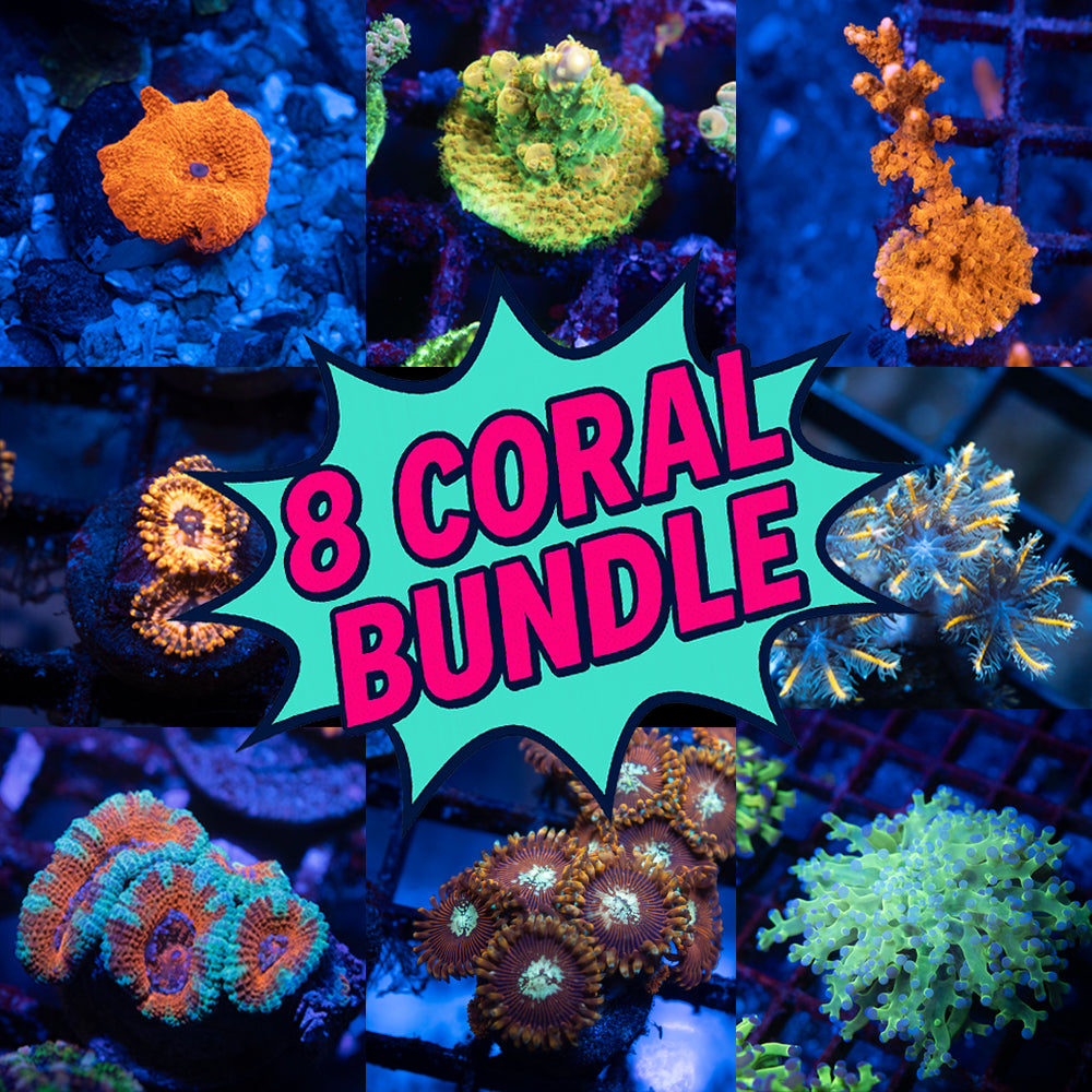 8 Coral Bundle + Free Shipping!