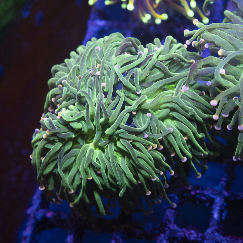 Cotten Candy Torch Almost 3 Polyps