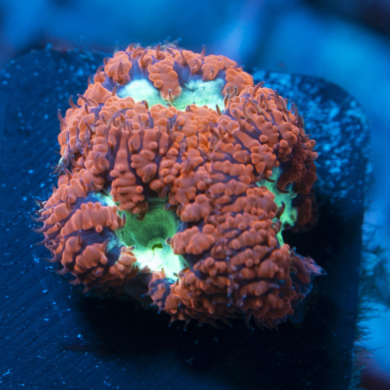 Cotton Candy Burst Blasto live coral for reef aquarium