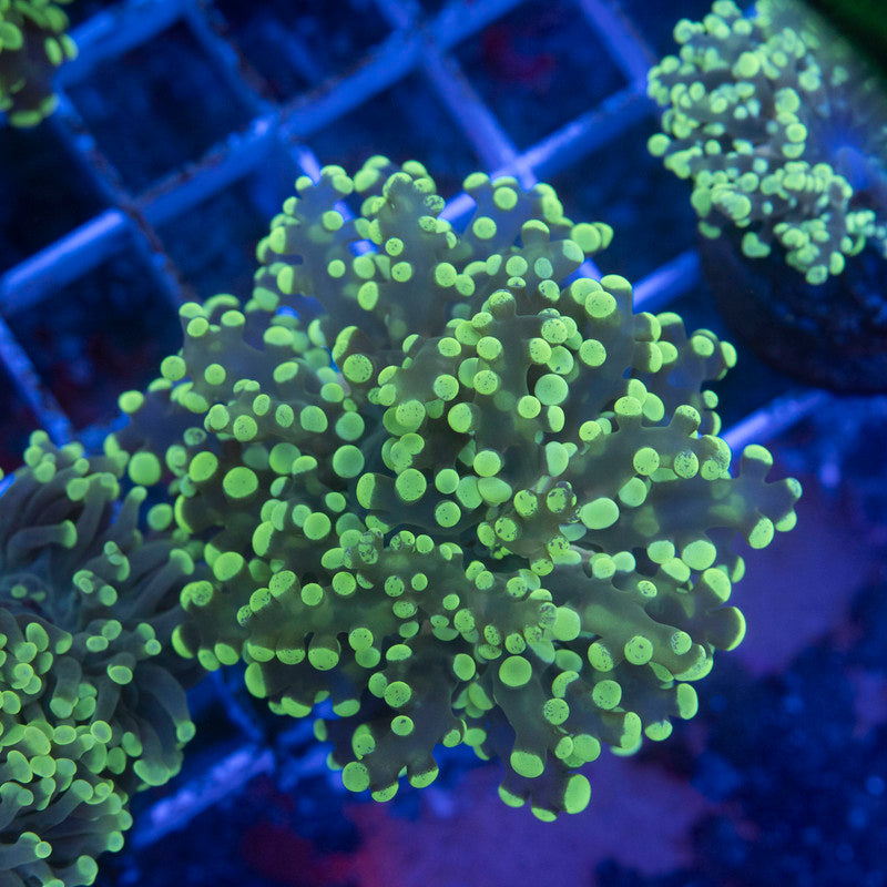 Electric Lime Octospawn