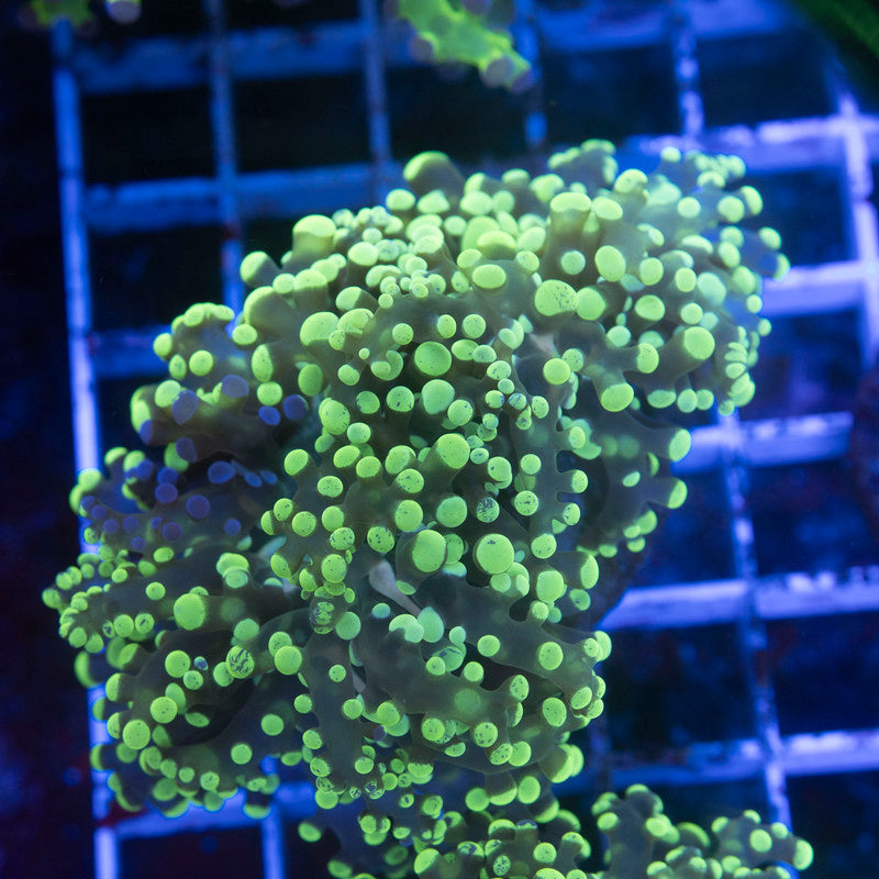 Electric Lime Octospawn