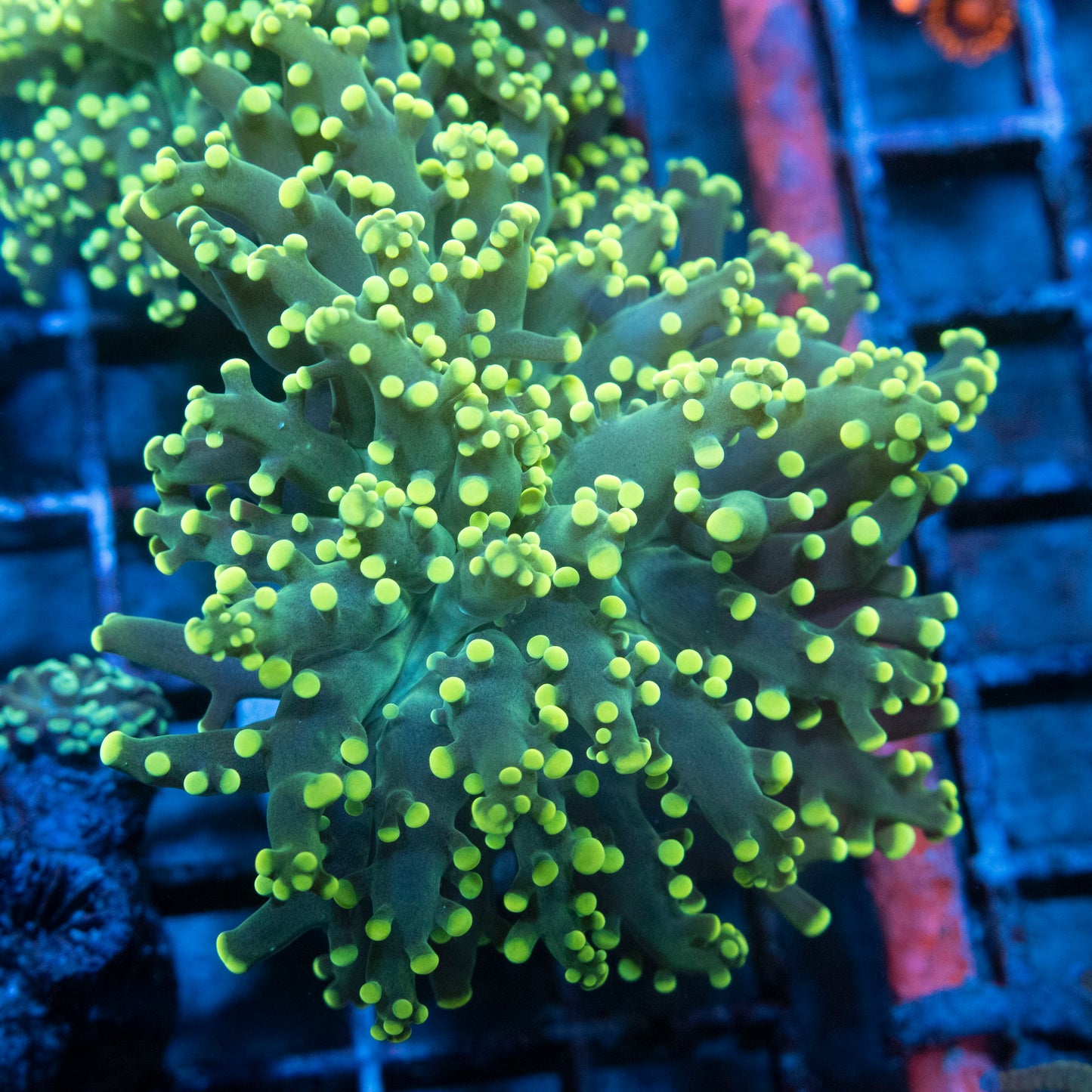 Electric Lime Octospawn
