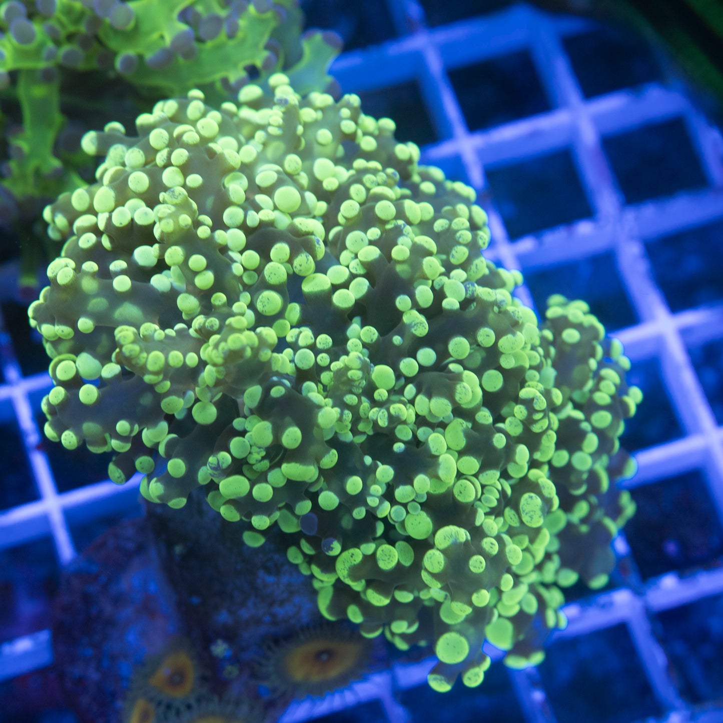 Electric Lime Octospawn