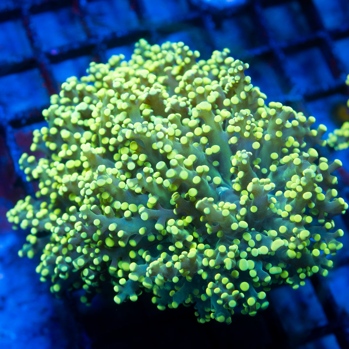 Electric lime Octospawn