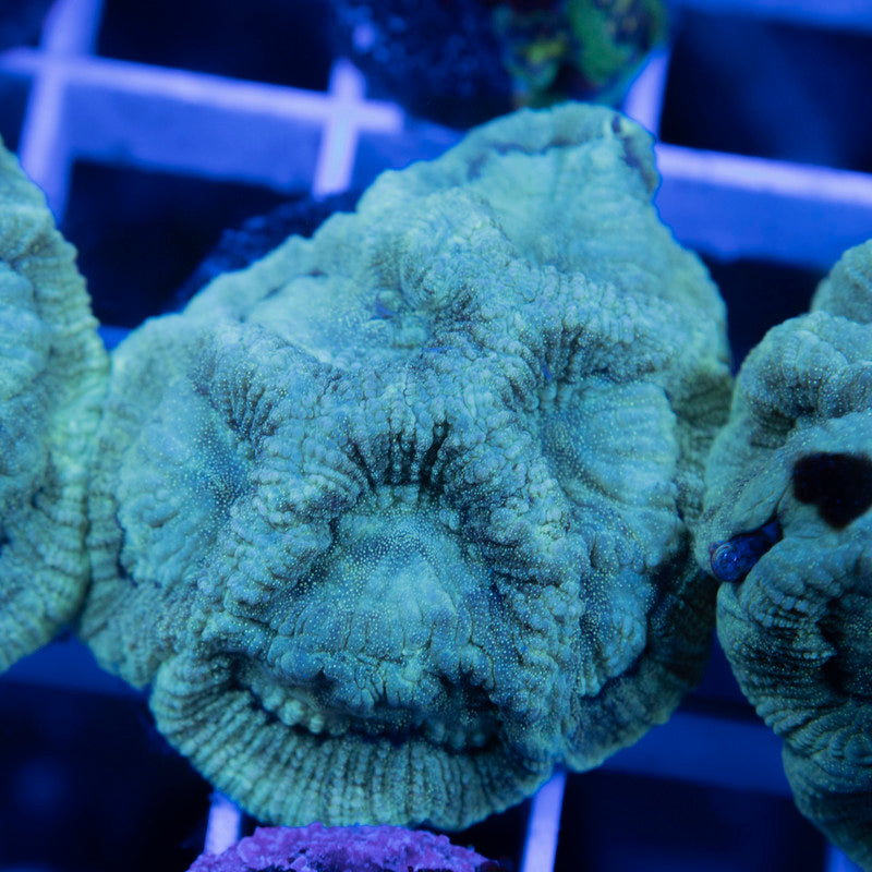 Emerald Abyss Goniastrea - AquaGemCorals