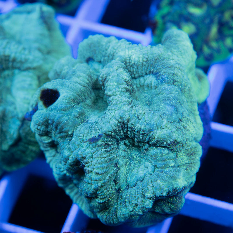 Emerald Abyss Goniastrea - AquaGemCorals