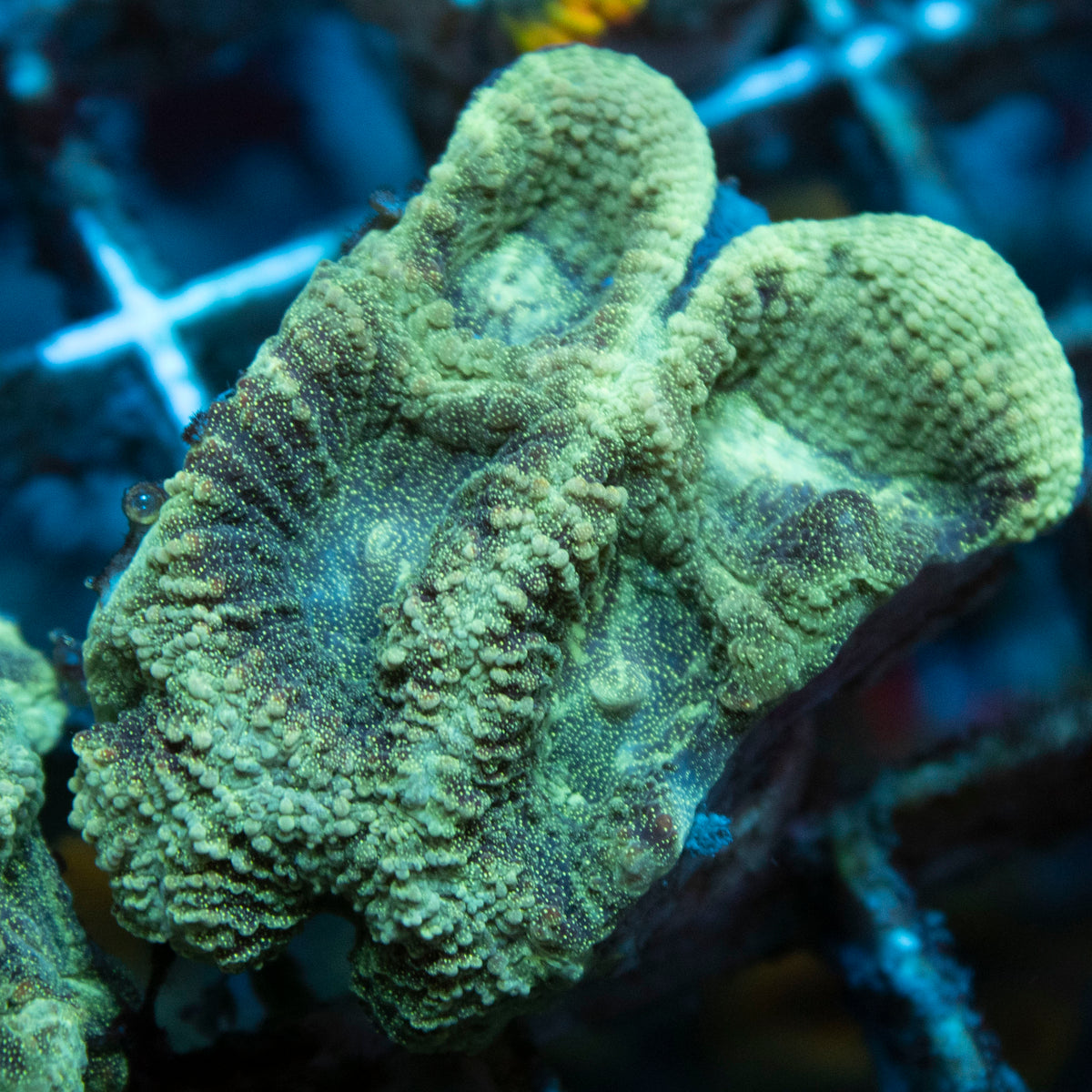 Emerald Eclipse Moon Coral coral frag from AquaGem Corals