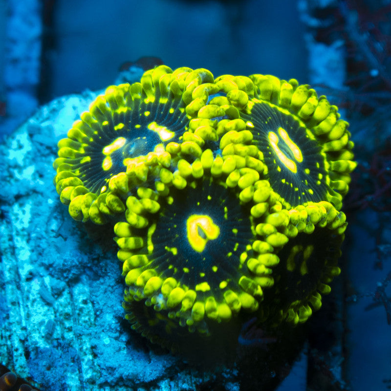 Exosphere Zoas live coral for reef aquarium