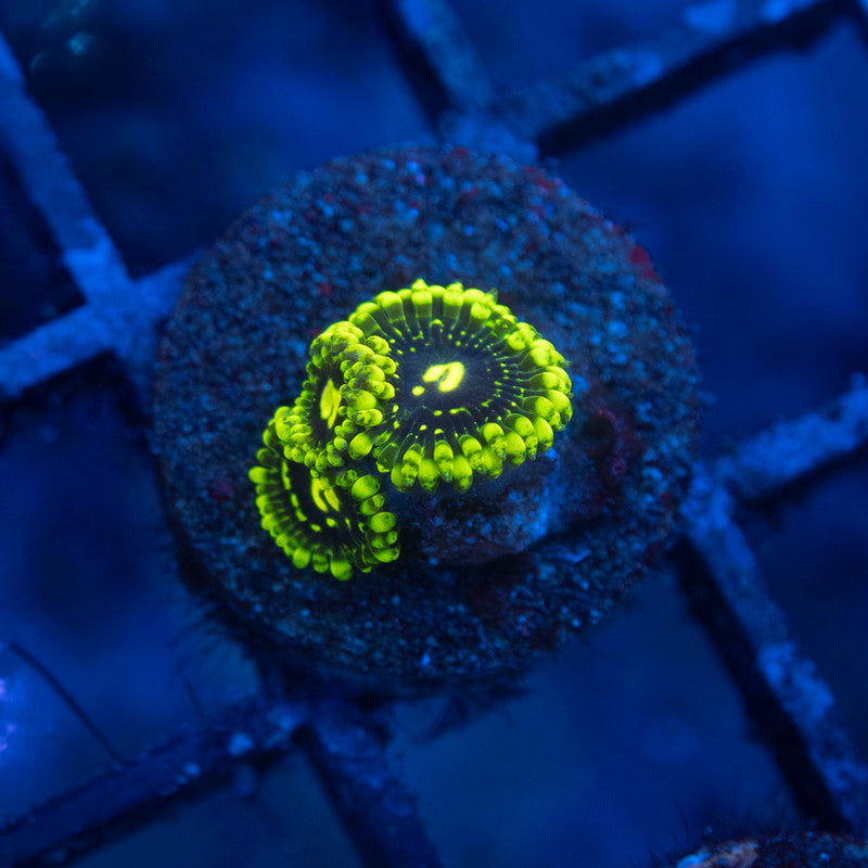 Exosphere zoa