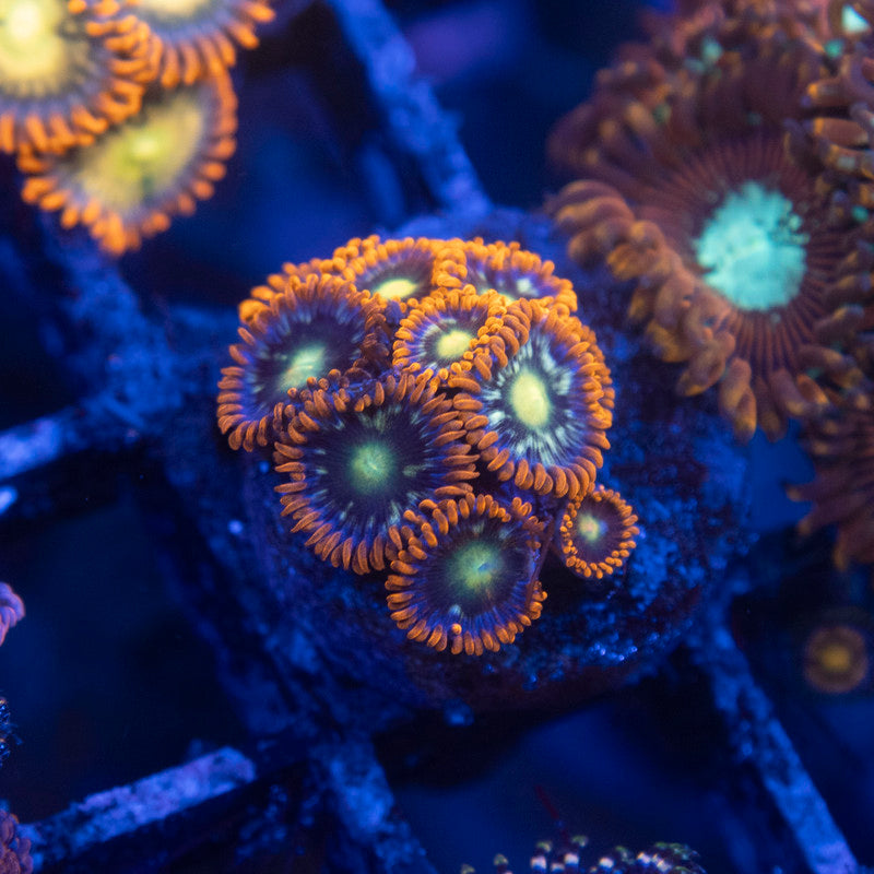 Fallen Kingdom Zoa