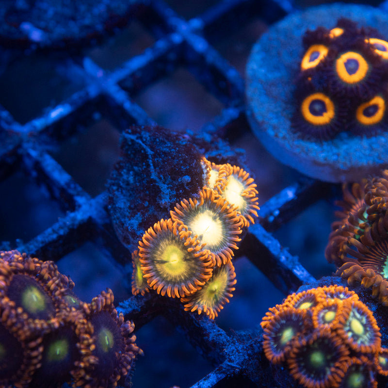 Flaming Fireballs Zoas