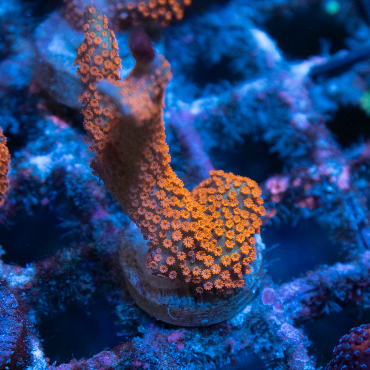 Forest Fire Digi coral frag from AquaGem Corals