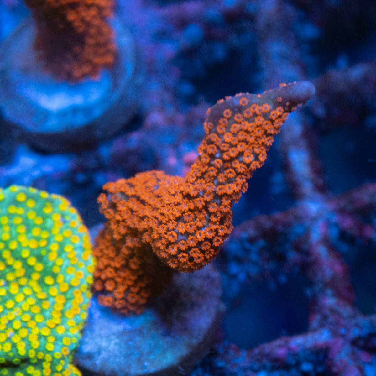 Forest Fire Digi coral frag from AquaGem Corals