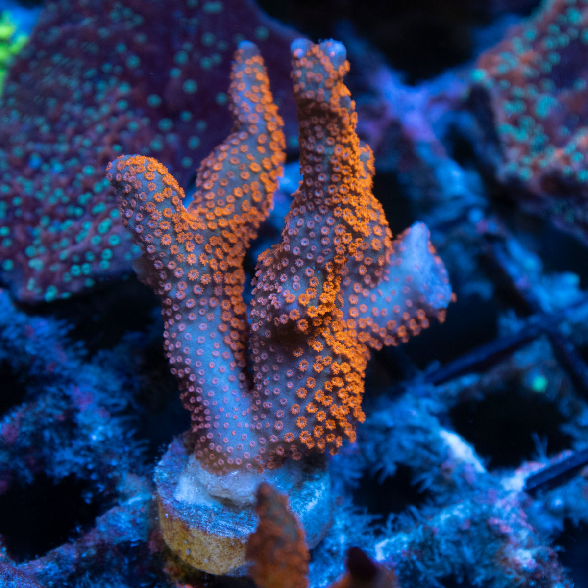 Forest Fire Digi coral frag from AquaGem Corals