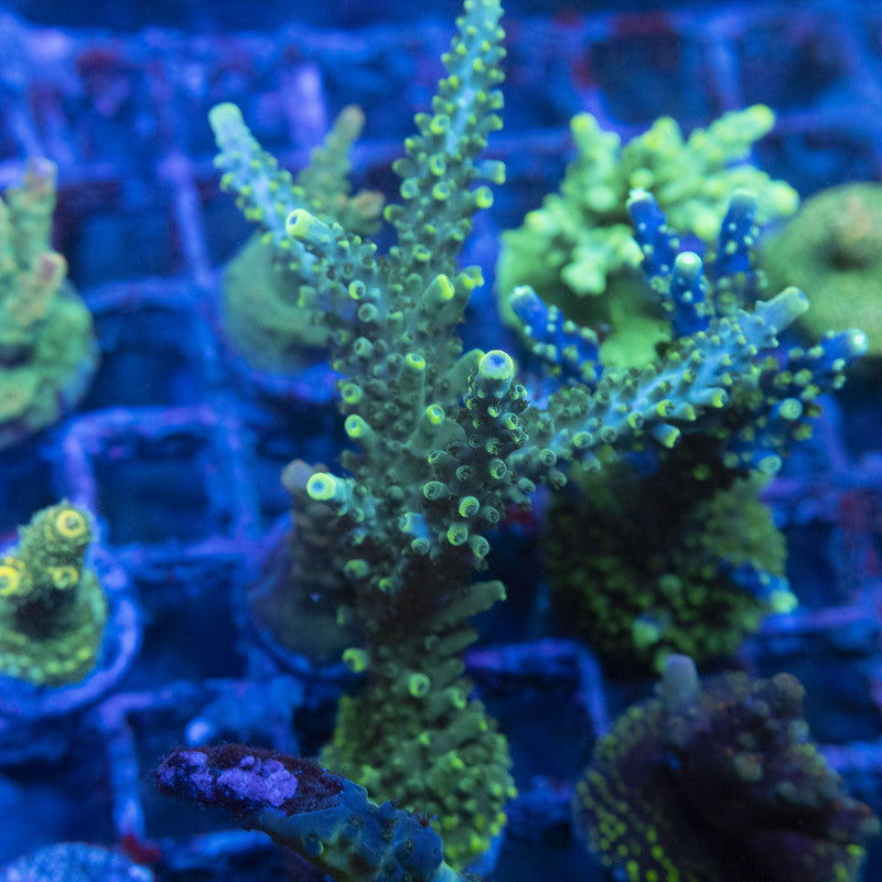 Forest Green Acropora WYSIWYG live coral for sale at AquaGemCorals