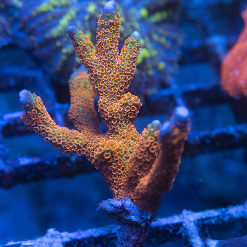 Forestfire Digi Monti WYSIWYG live coral for sale at AquaGemCorals