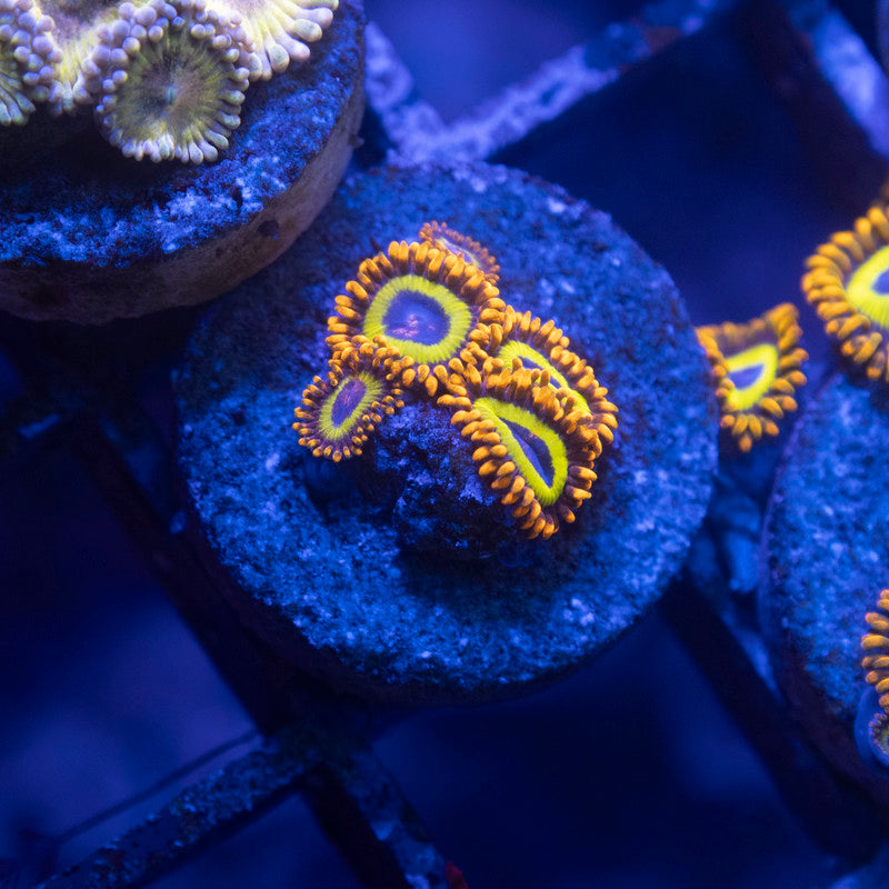 Fruit Loops Zoa