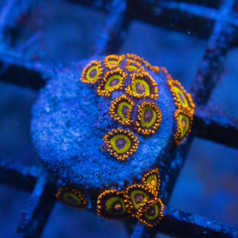 Fruit Loops Zoa WYSIWYG live coral for sale at AquaGemCorals