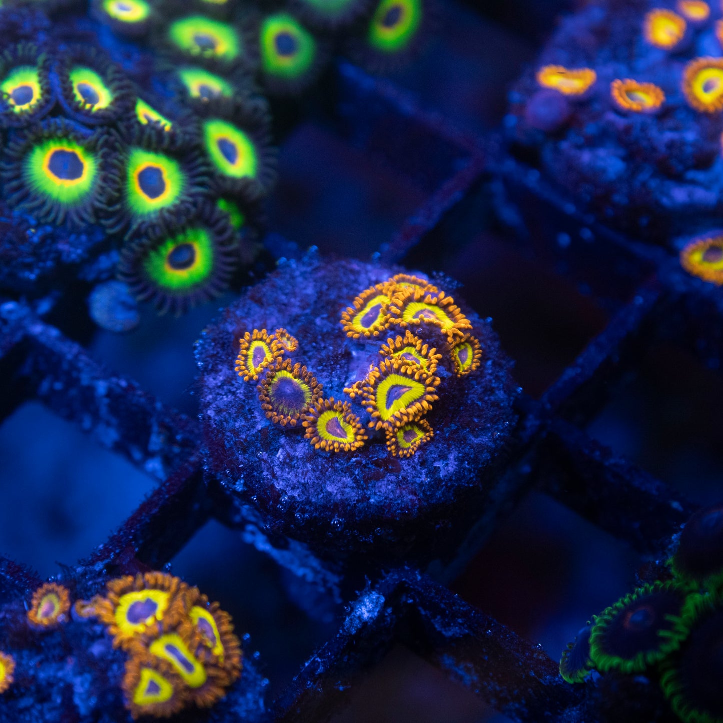 Fruitloops Zoa