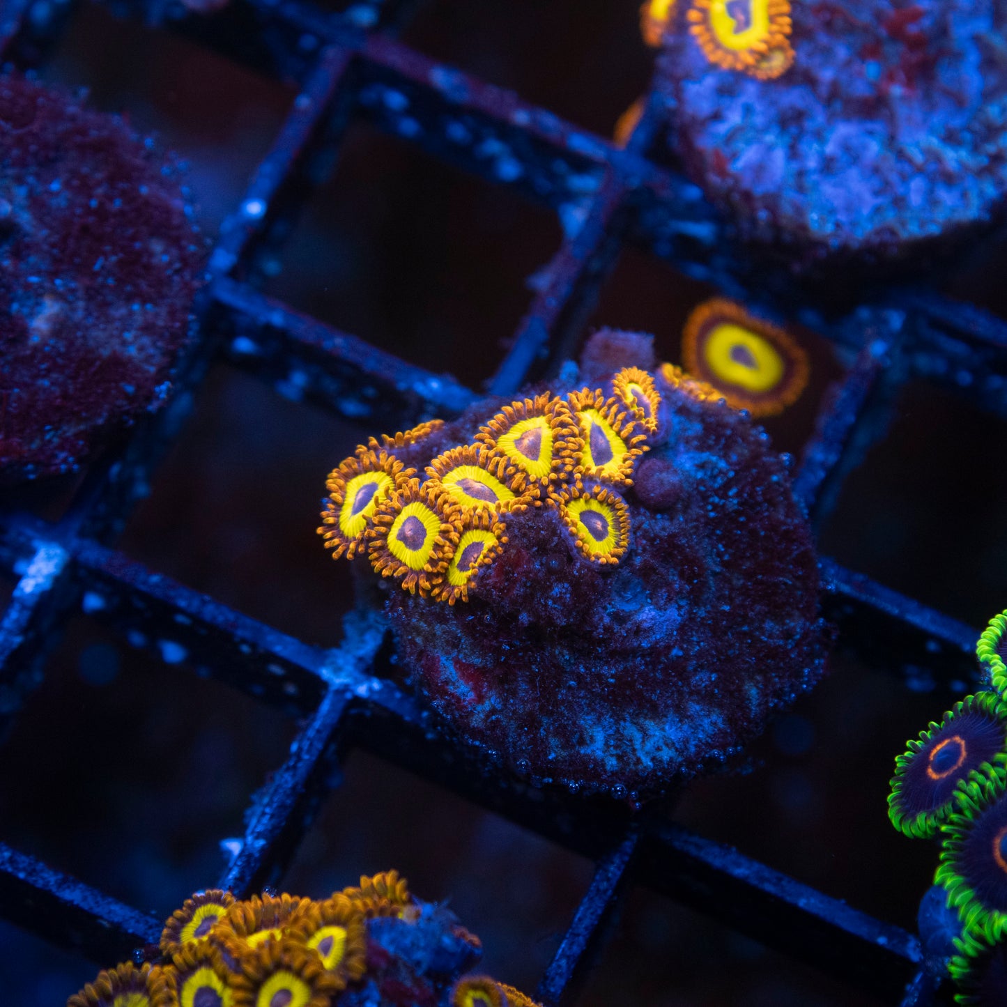 Fruitloops Zoa