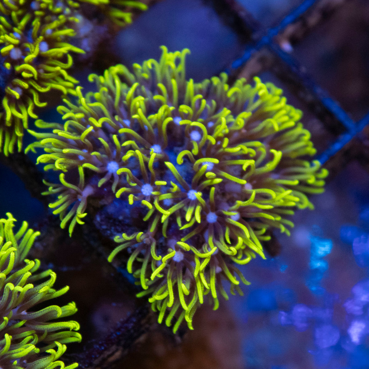 GSP coral frag from AquaGem Corals