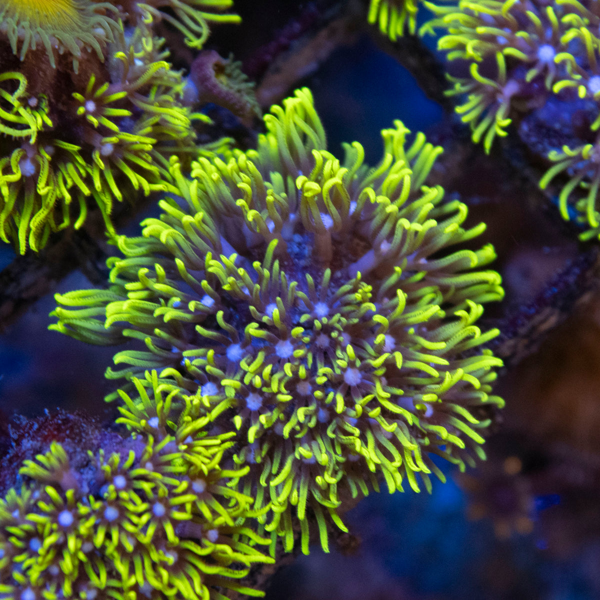 GSP coral frag from AquaGem Corals