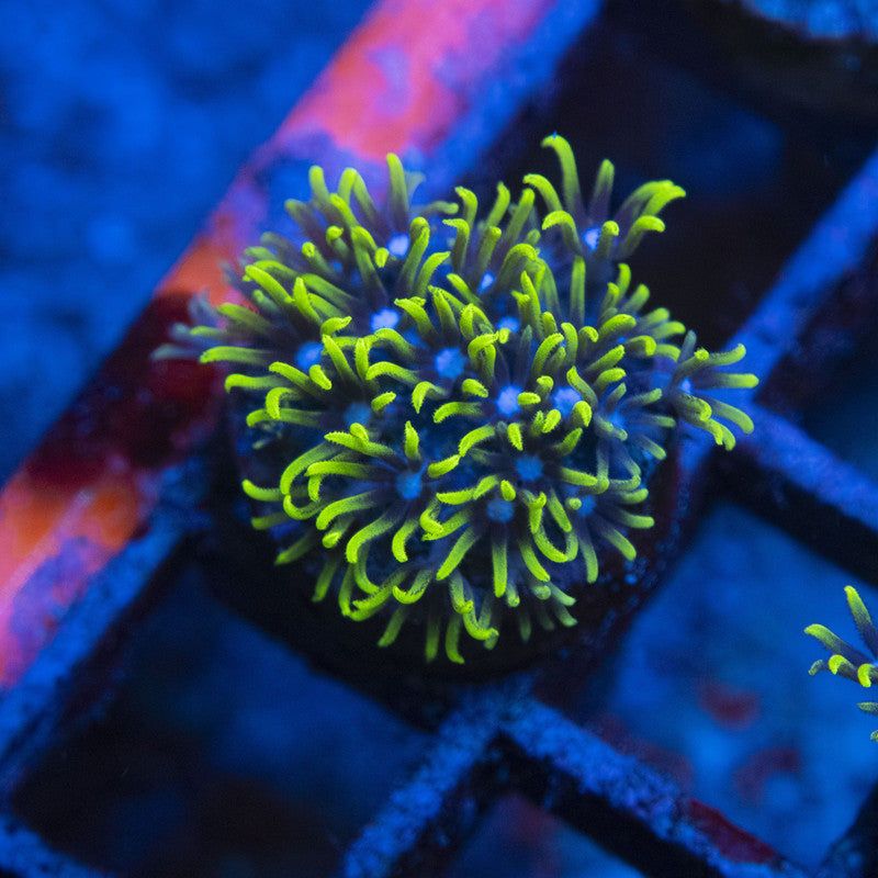GSP WYSIWYG live coral for sale at AquaGemCorals
