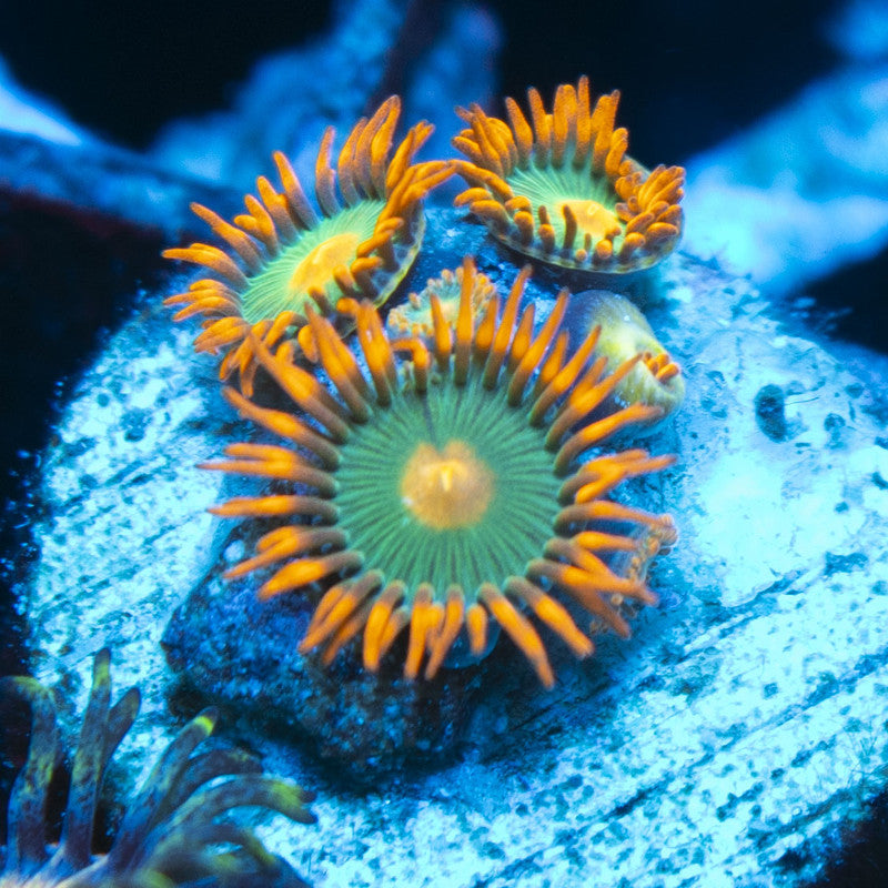 Gatorade Zoas live coral for reef aquarium