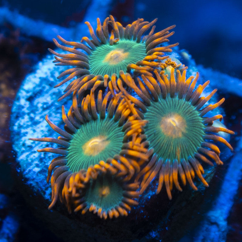 Gatorade Zoas live coral for reef aquarium