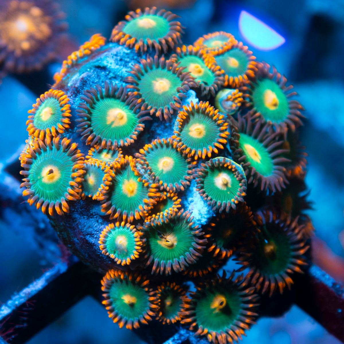 Gatorade Zoa