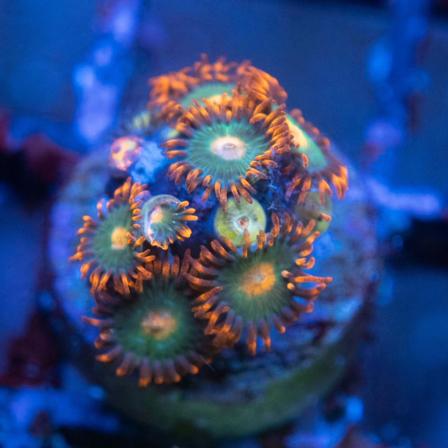 Gatorades Zoa WYSIWYG coral from AquaGemCorals