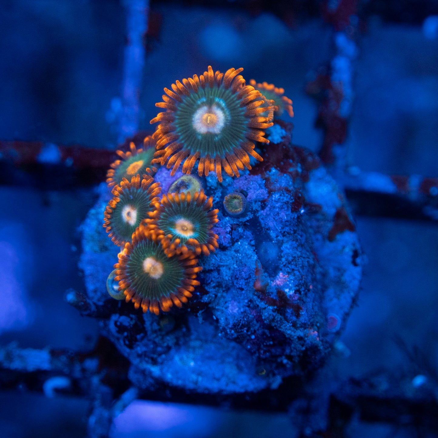 Gatorades Zoa WYSIWYG coral from AquaGemCorals