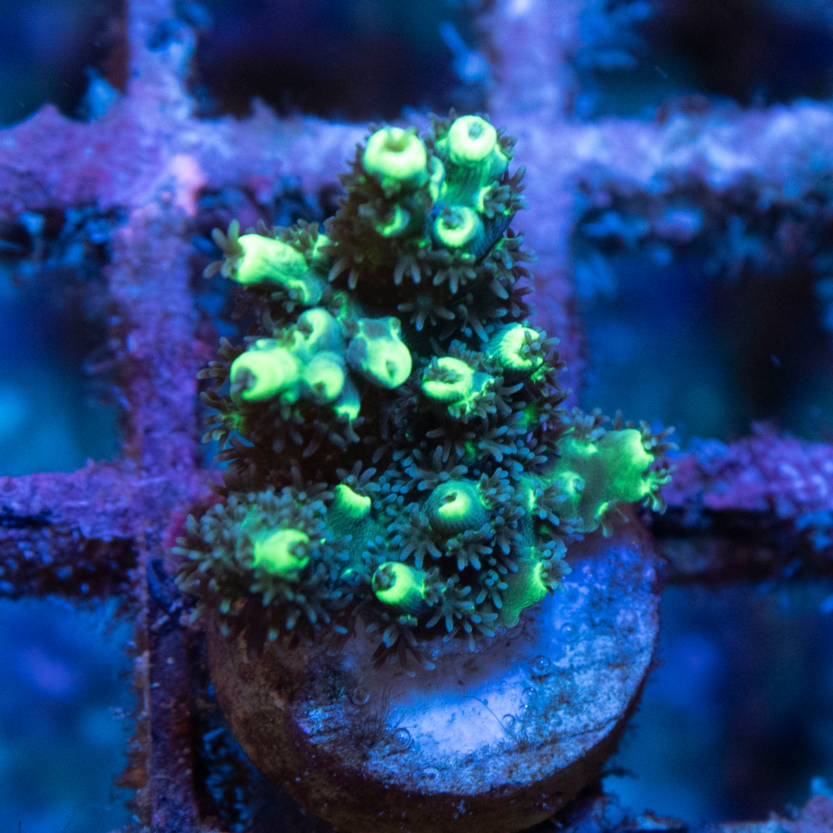 Glow Stick Acropora coral frag from AquaGem Corals
