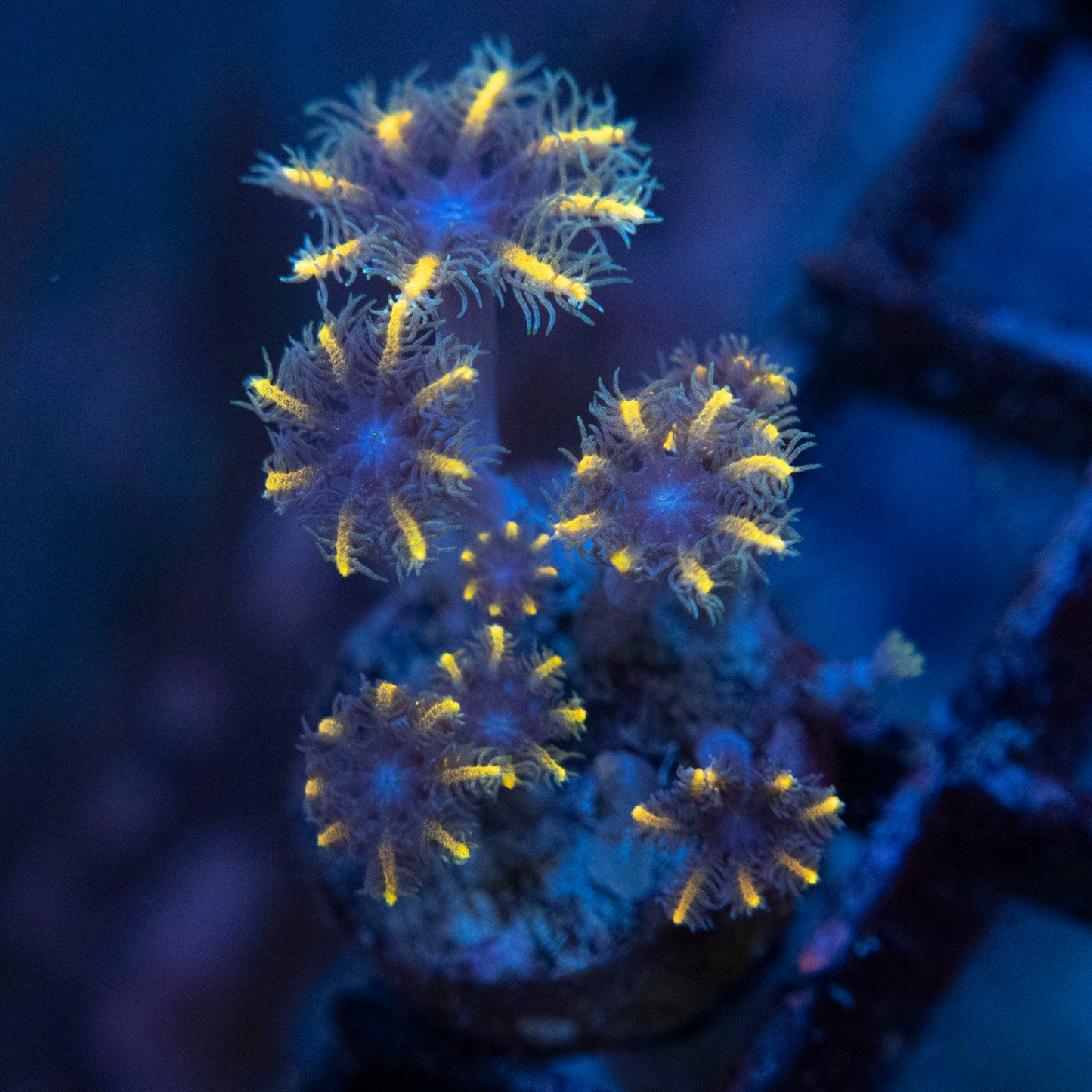 Gold Clove Polyps