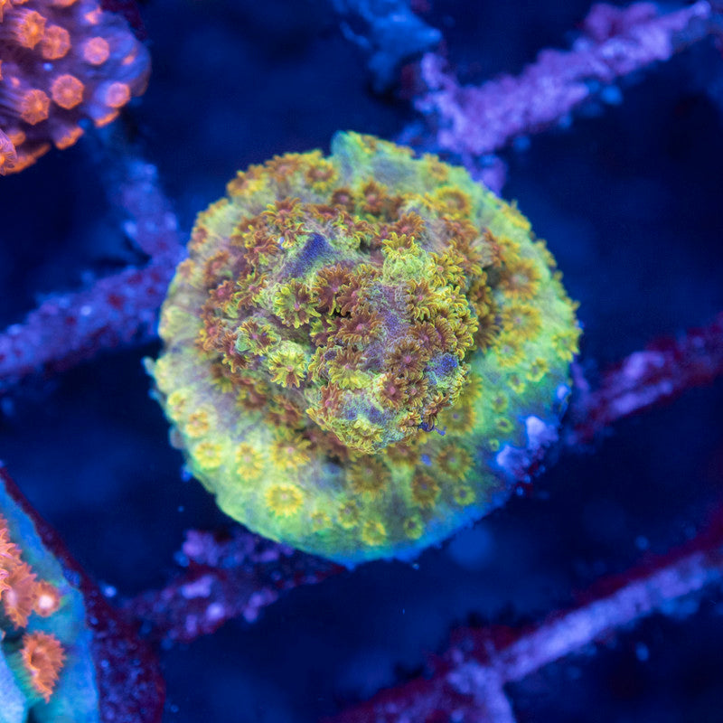 Graffted Cypastrea - AquaGemCorals